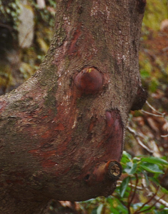 tree trunk formation